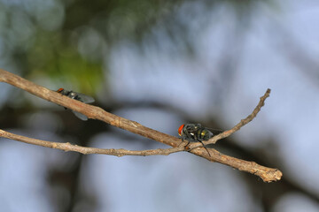 Mouche posée sur une brindille