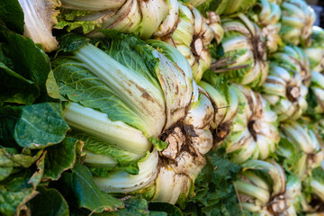 stack of napa cabbages for kimchi-making