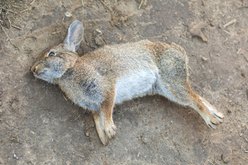 Naklejka premium Dead Eastern Cottontail Rabbit. Mission Peak Regional Preserve, Alameda County, California.