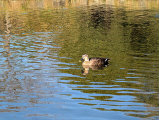 カルガモ　公園の池