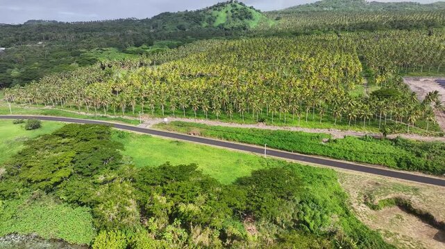 Palm tree plantation on Taveuni Island shore, Fiji. Tropical coastal with scenic road - aerial reveal