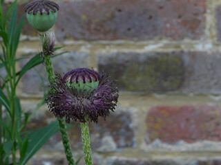 Two poppy seed heads against brick wall