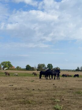 horses on a farm