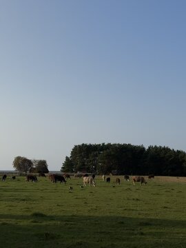 herd of cows