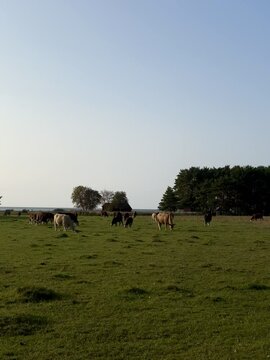 cows in the field