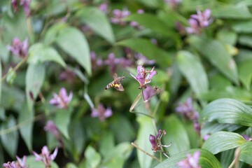 ホトトギスの花の蜜を吸うヒメクロホウジャク