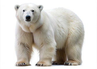 Fototapeta premium Polar bear isolated on white background.png