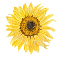 Obraz premium watercolor drawing yellow flower of sunflower isolated at white background, hand drawn illustration