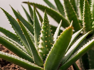 Obraz premium A lush aloe vera photographed at close range in a home garden