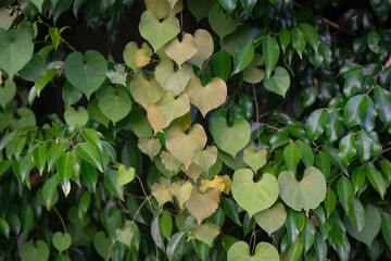 A close-up of various green leaves. This lush and vibrant mix creates an interesting and visually appealing natural background.