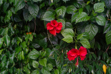 A lush green bush with vibrant red flowers, featuring large petals and prominent stamens. The rich contrast of the glossy green leaves and vivid red flowers makes it ideal for use as a background