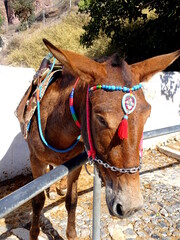 A greek donkey on Santorini island, with ornaments, in sunlight. Cyclades, Greece. 