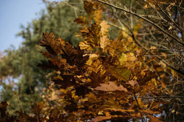 autumn leaves on the ground