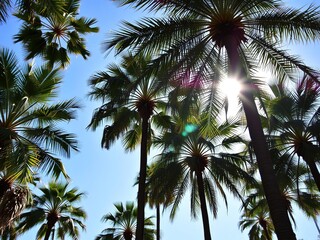 Obraz premium Palm trees casting dappled shadows on a sunny summer day, peaceful ambiance, natural beauty, sunlight filtering