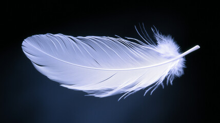 Obraz premium White feather on a dark background with soft lighting