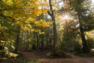 Obraz premium Autumn nature landscape of colorful forest