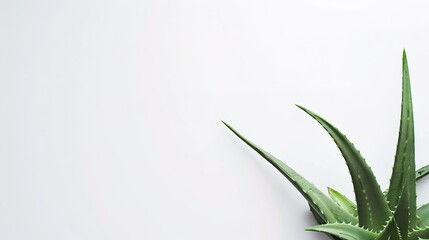 Aloe Vera on a White Background - a fresh and natural visual. The clean white backdrop accentuates the plant's vibrant green and organic appeal.