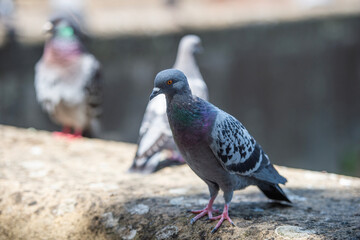 pigeons au soleil sur un mur en pierre