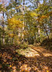 Autumn nature landscape of colorful forest