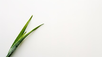 Fototapeta premium Aloe Vera on a White Background - a fresh and natural visual. The clean white backdrop accentuates the plant's vibrant green and organic appeal.