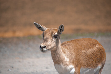 Fototapeta premium deer in the park