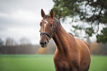 Obraz premium beautiful chestnut horse portrait in a bridle