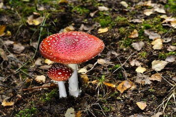 Piękne muchomory czerwone (Amanita muscaria) © Lancan