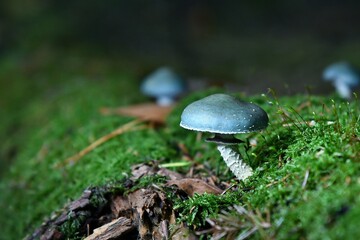 Piękny grzyb o niezwykłym, opalizującym seledynowo kolorze kapelusza. Pierścieniak grynszpanowy (Stropharia aeruginosa)
