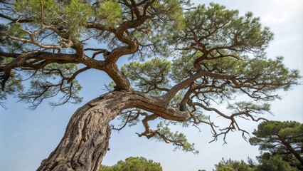 Fototapeta premium Tree with twisted trunk and gnarled branches, arboreal, natural world, landscape, botanical