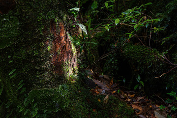 屋久島　白谷雲水峡