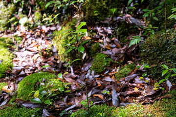 Obraz premium 屋久島 白谷雲水峡