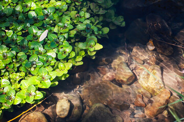 Close-up of green plants floating on a calm water surface, Nature scene, Rocks, leaves on the rocks