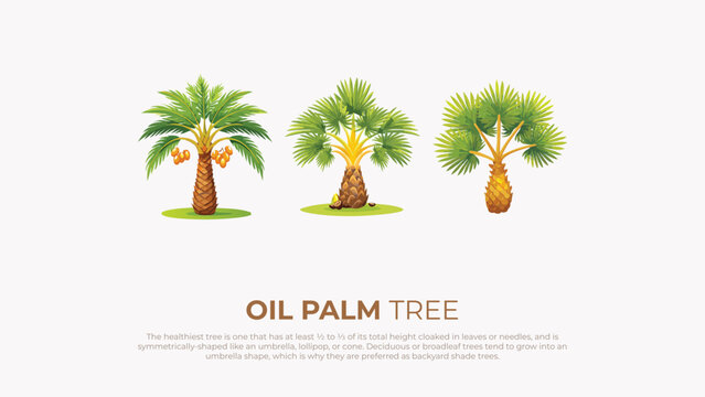 Three Types of Oil Palm Trees Umbrella, Lollipop, and Cone Shapes