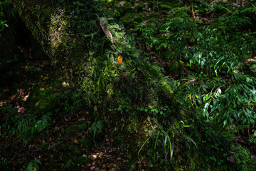 Fototapeta premium 屋久島 白谷雲水峡