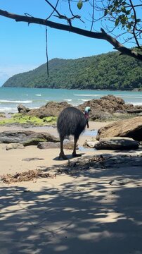 cassowary in etty bay australia