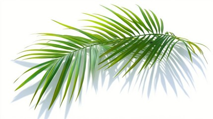 Fototapeta premium Tropical palm leaves casting intricate shadows on a bright white background, highlighting their vibrant green color and natural beauty.