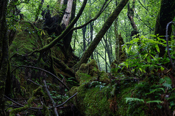 屋久島　白谷雲水峡