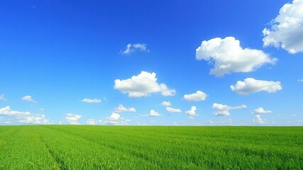 Obraz premium A serene and idyllic scene of a lush green meadow with a clear blue sky and fluffy white clouds, outdoors, wildflowers