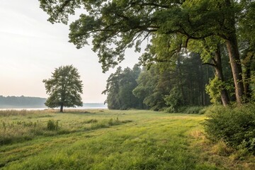 Fototapeta premium A serene scene of a forest edge with short grass and large trees, forest, grass, edge