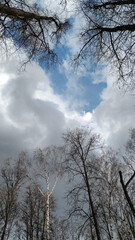 View from below of a group of bare birch trees with slender trunks reaching into a cloudy sky. The scene captures a cold, tranquil atmosphere, evoking the transition between winter and early spring