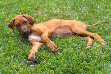Relaxed Rhodesian Ridgeback puppy, 3 months old, lying on grass.