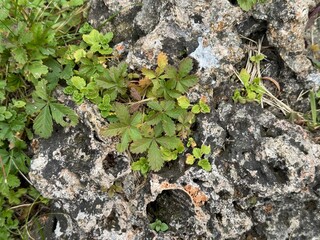 Potentilla erecta plant grows among rocks. Close-up. Beautiful leaves among stones. Tormentilla erekta, Potentilla lata, Potentilla tormentilla, tormentil, five-leafed stitch. Burren Strawberry leaf.
