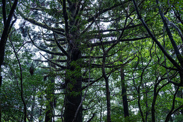 Obraz premium 屋久島 白谷雲水峡