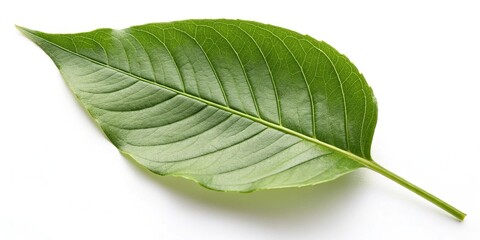 Obraz premium A solitary large green leaf on a white background with subtle shadows and depth, botanical, nature, isolated, single
