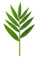 Naklejka premium A single green leaf close-up, isolated on white background