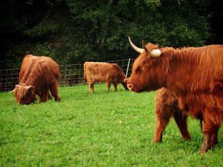 the highland cattle or kyloe in the open