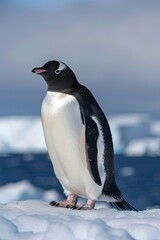 Obraz premium A single gentoo penguin stands on a snow-covered iceberg with a blurred background of icebergs and blue ocean water.