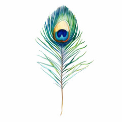 Obraz premium single peacock feather