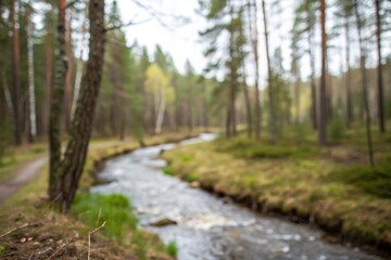 Obraz premium Blurred forest with a winding stream running through it, natural beauty, forest