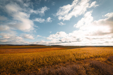 Obraz premium Weites Herbstfeld unter blauem Himmel mit Wolken